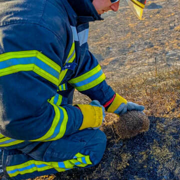 Дикі тварини гинуть у вогні через спалювання сухої трави