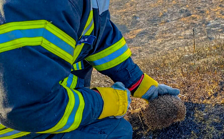 Дикі тварини гинуть у вогні через спалювання сухої трави