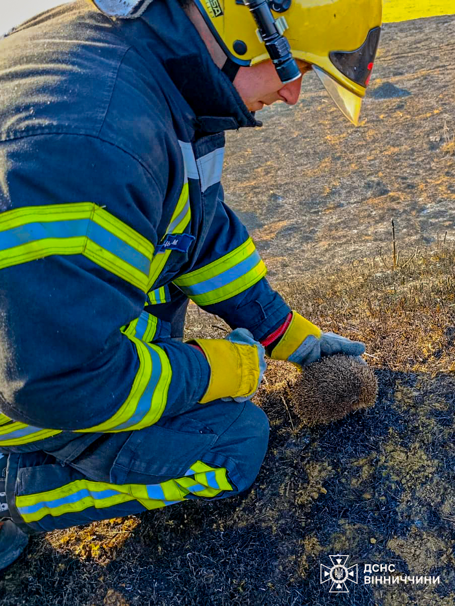 Дикі тварини гинуть у вогні через спалювання сухої трави