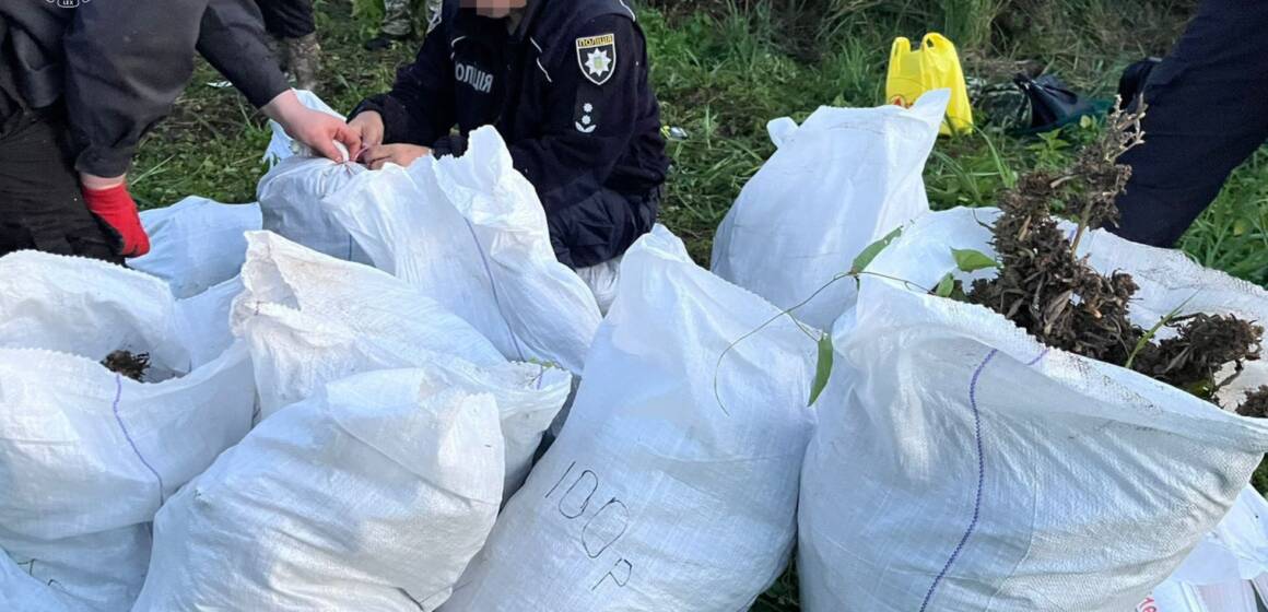 20 тисяч кущів конопель та цех амфетаміну: на Вінниччині судитимуть наркоугруповання