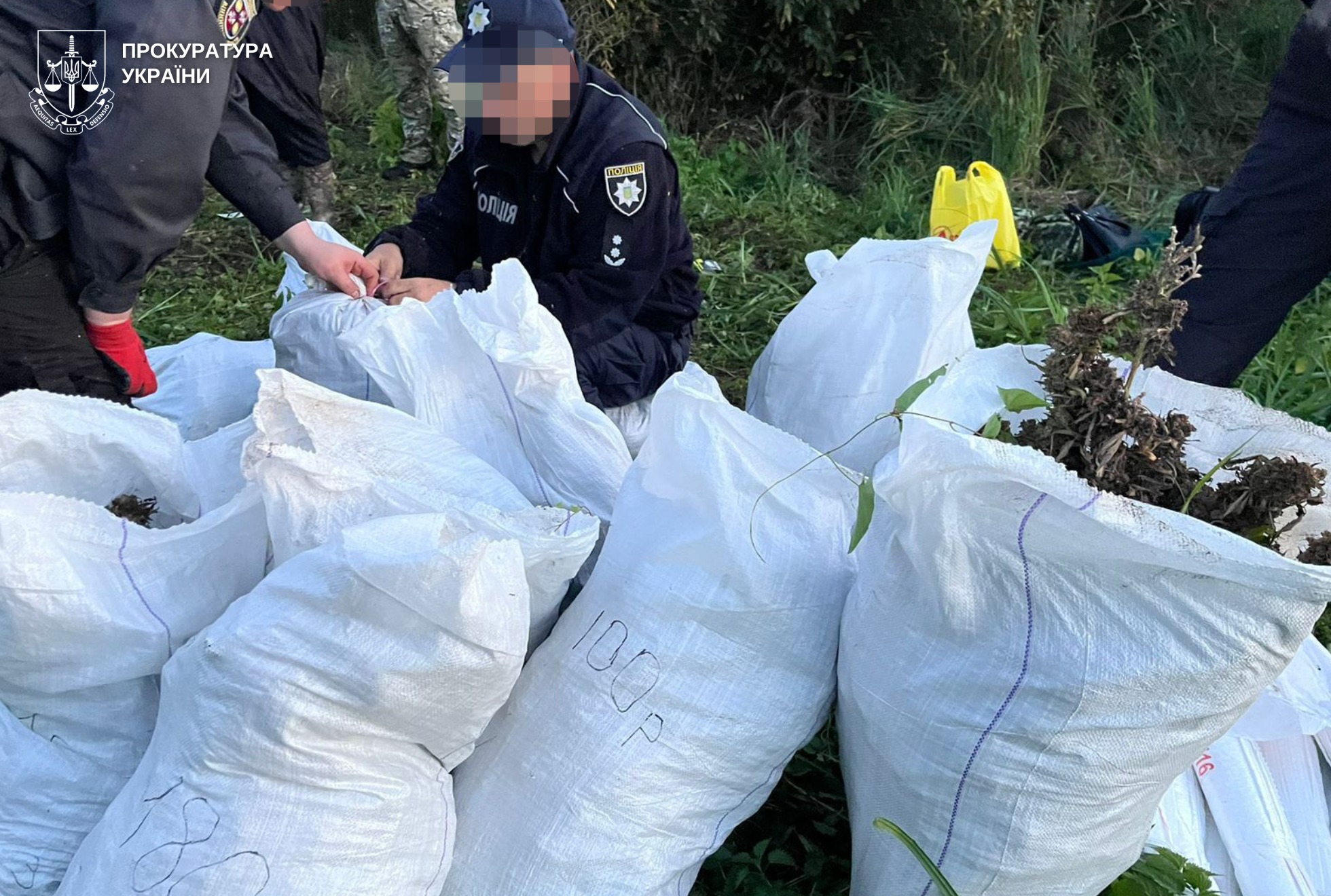 20 тисяч кущів конопель та цех амфетаміну: на Вінниччині судитимуть наркоугруповання