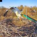 Новий господар з’явився у зірковому гнізді лелечого подружжя Одарки і Грицика