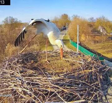 658184642_2710473116017606_2545126071295447145_n Новий господар з’явився у зірковому гнізді лелечого подружжя Одарки і Грицика