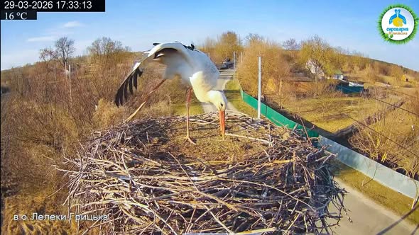 Новий господар з’явився у зірковому гнізді лелечого подружжя Одарки і Грицика