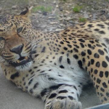 Більше часу для прогулянок: Подільський зоопарк змінює графік роботи