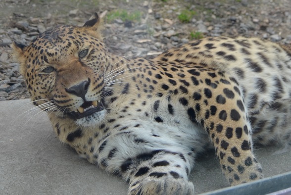 Більше часу для прогулянок: Подільський зоопарк змінює графік роботи