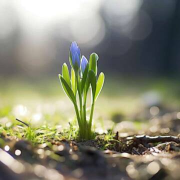 До +18 і без дощу: якою буде погода 26 березня на Вінниччині