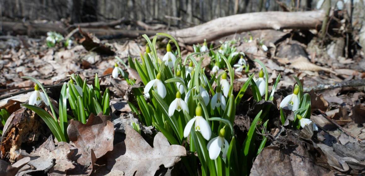 Мінлива хмарність: погода на Вінниччині 17 березня