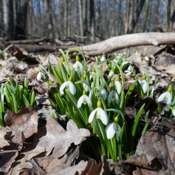 Мінлива хмарність: погода на Вінниччині 17 березня
