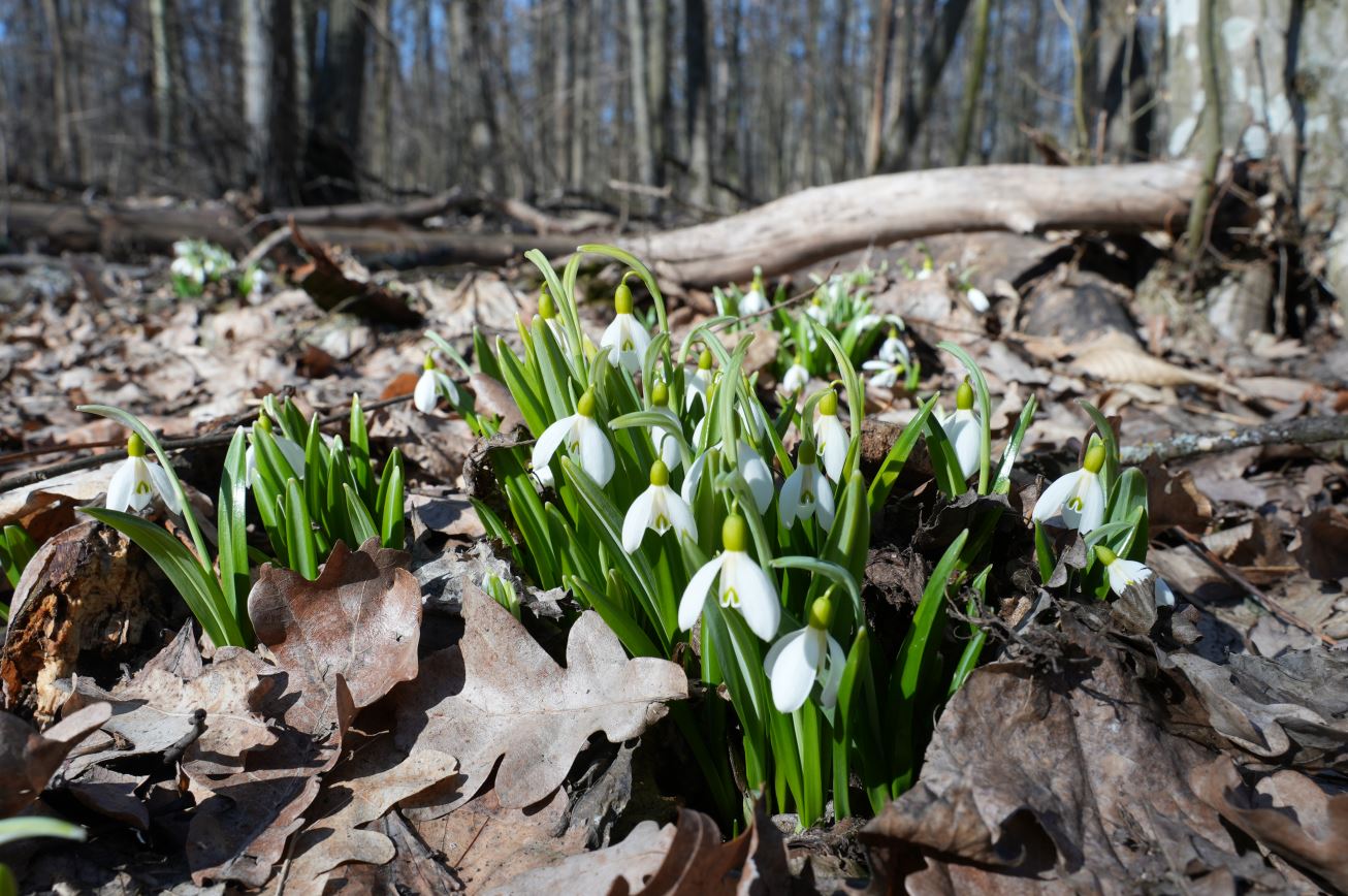 Мінлива хмарність: погода на Вінниччині 17 березня