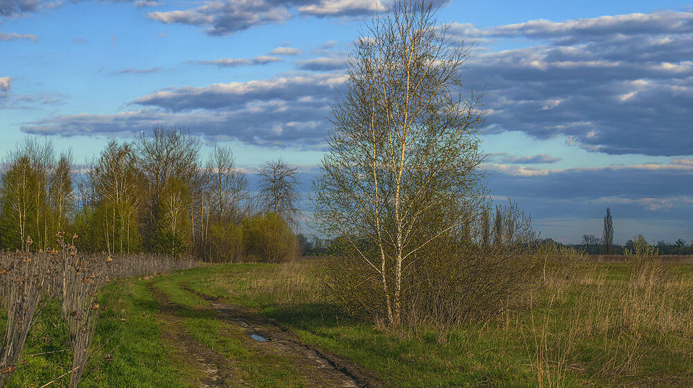 Весняне тепло набирає обертів: прогноз погоди у Вінниці на 11 березня