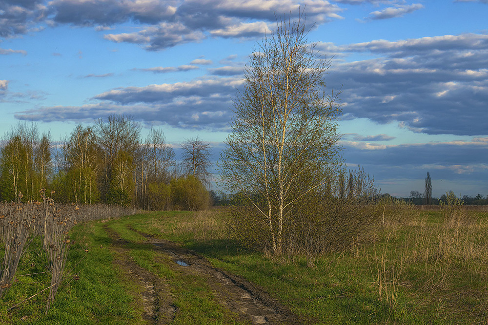 Весняне тепло набирає обертів: прогноз погоди у Вінниці на 11 березня