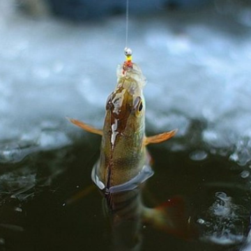 Рибалили на зимувальних ямах: на Вінниччині склали вісім адмінпротоколів