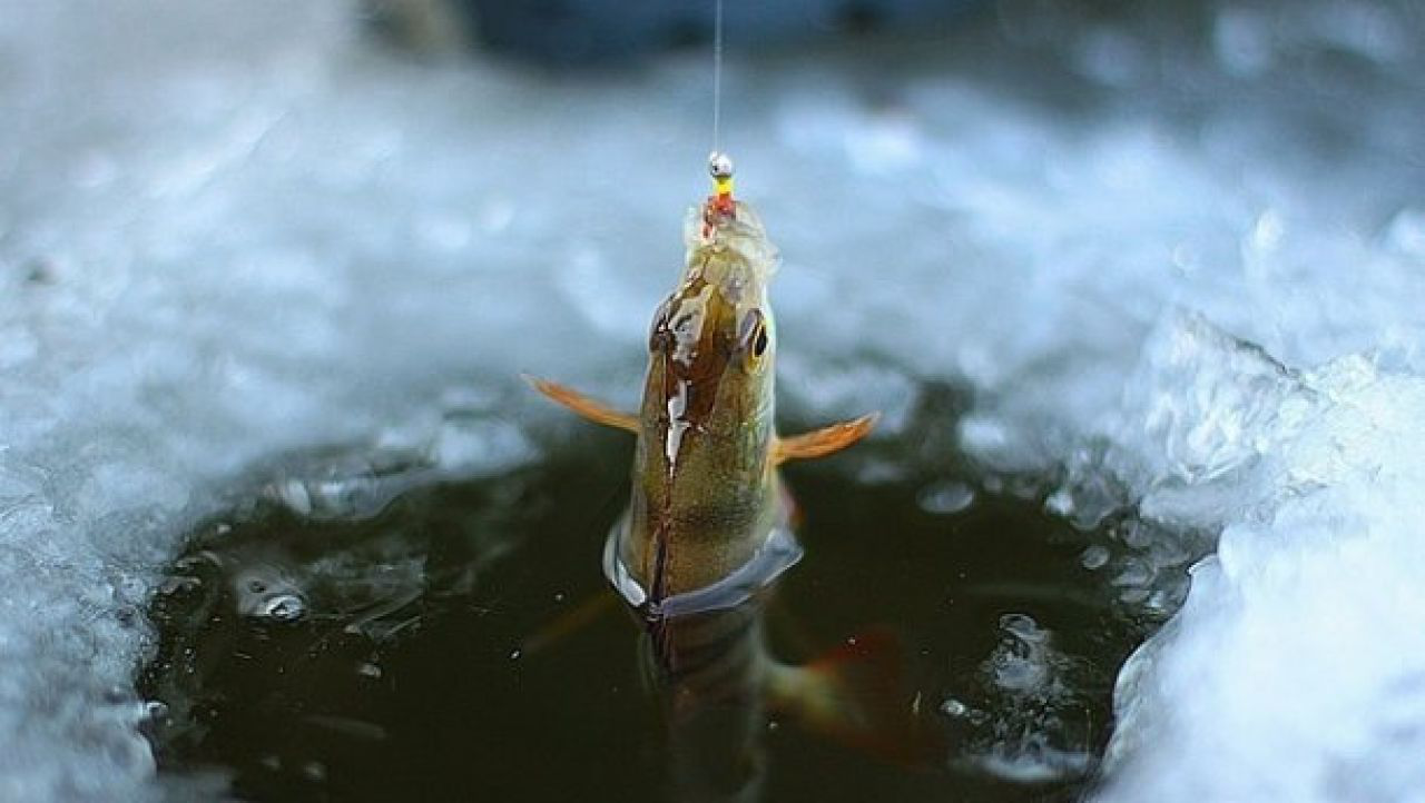 886a47a2a687a4fd091f8ab43ba68419 Рибалили на зимувальних ямах: на Вінниччині склали вісім адмінпротоколів