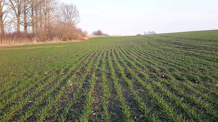 Весняна посівна наближається: на Вінниччині вже підживлюють озимі культури