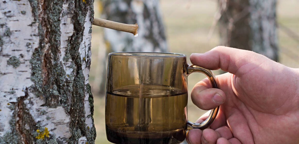 ad7f261efa136a229551cc3223e1db10 Березовий сік за правилами: як не вбити дерево та не отримати штраф
