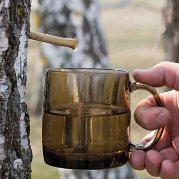 Березовий сік за правилами: як не вбити дерево та не отримати штраф