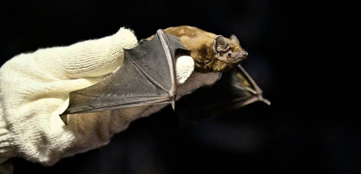 У центрі Вінниці на волю випустять 150 кажанів