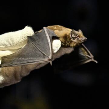 cropped-batfly-scaled-1 У центрі Вінниці на волю випустять 150 кажанів