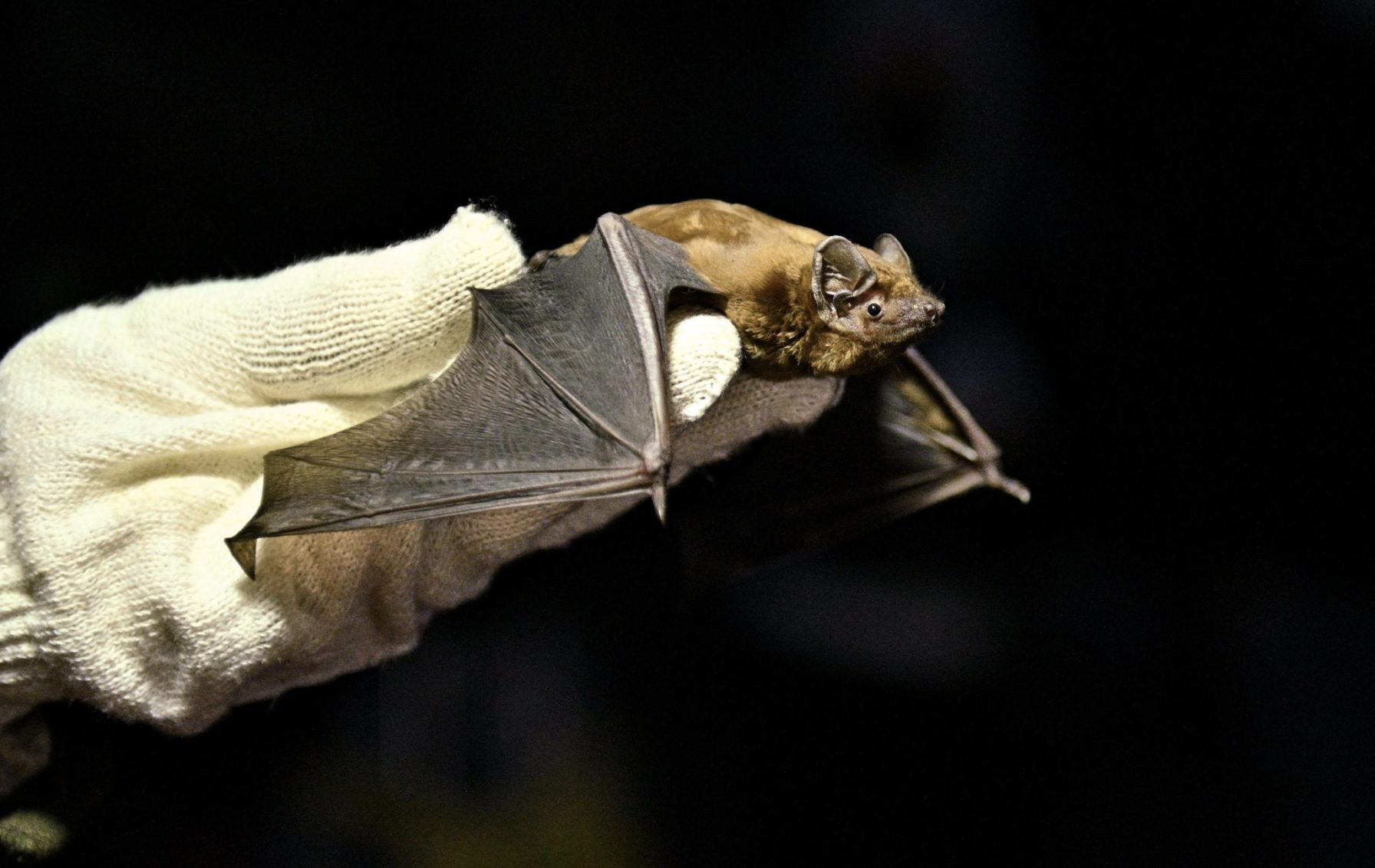 У центрі Вінниці на волю випустять 150 кажанів