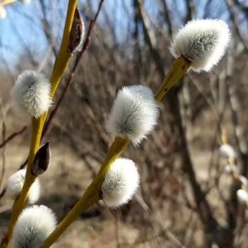 Хмарно з проясненнями: погода у Вінницькій області 12 березня