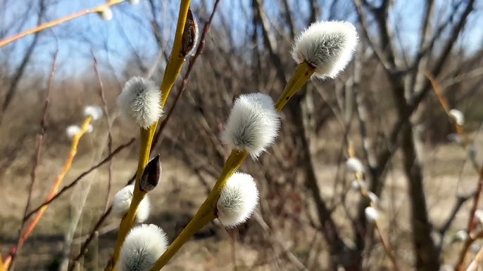 Хмарно з проясненнями: погода у Вінницькій області 12 березня