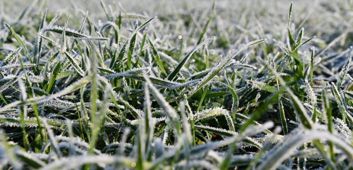 Аграрії Вінниччини готуються до першого підживлення озимих культур