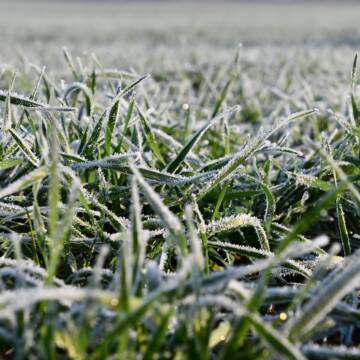 Аграрії Вінниччини готуються до першого підживлення озимих культур