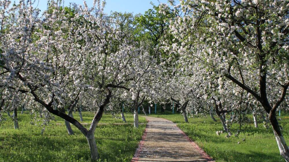 Заморозки та дефіцит рук: чи вистоять сади Вінниччини у 2026 році?