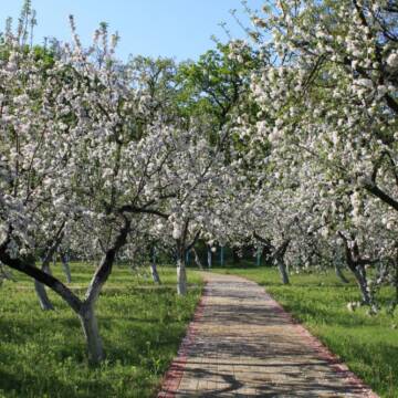 Заморозки та дефіцит рук: чи вистоять сади Вінниччини у 2026 році?