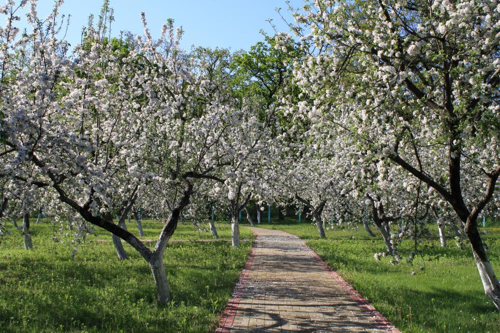Заморозки та дефіцит рук: чи вистоять сади Вінниччини у 2026 році?