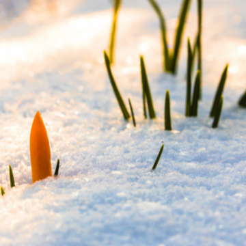 Кліматична весна на вінниччину прийшла вчасно