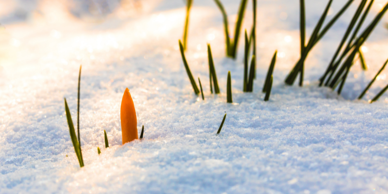 Кліматична весна на вінниччину прийшла вчасно