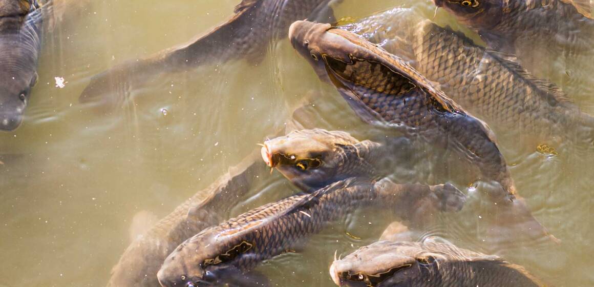 Нерест-2026 на Вінниччині: де, коли та як заборонено ловити рибу (ГРАФІК)