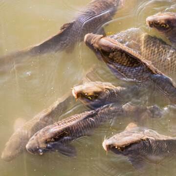 Нерест-2026 на Вінниччині: де, коли та як заборонено ловити рибу (ГРАФІК)