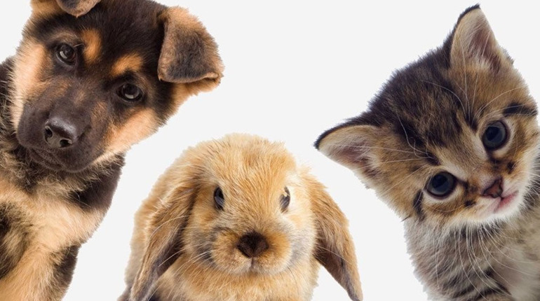 Паспорт, чип та відповідальність: що змінилося для власників тварин із 1 березня