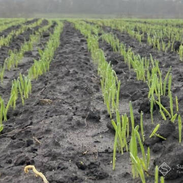 На Вінниччині аграрії працюють уночі, щоб підживити озимину