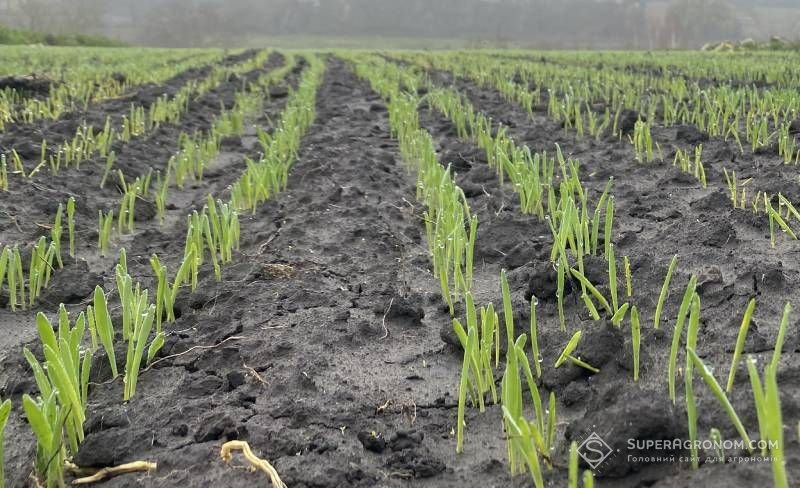 На Вінниччині аграрії працюють уночі, щоб підживити озимину