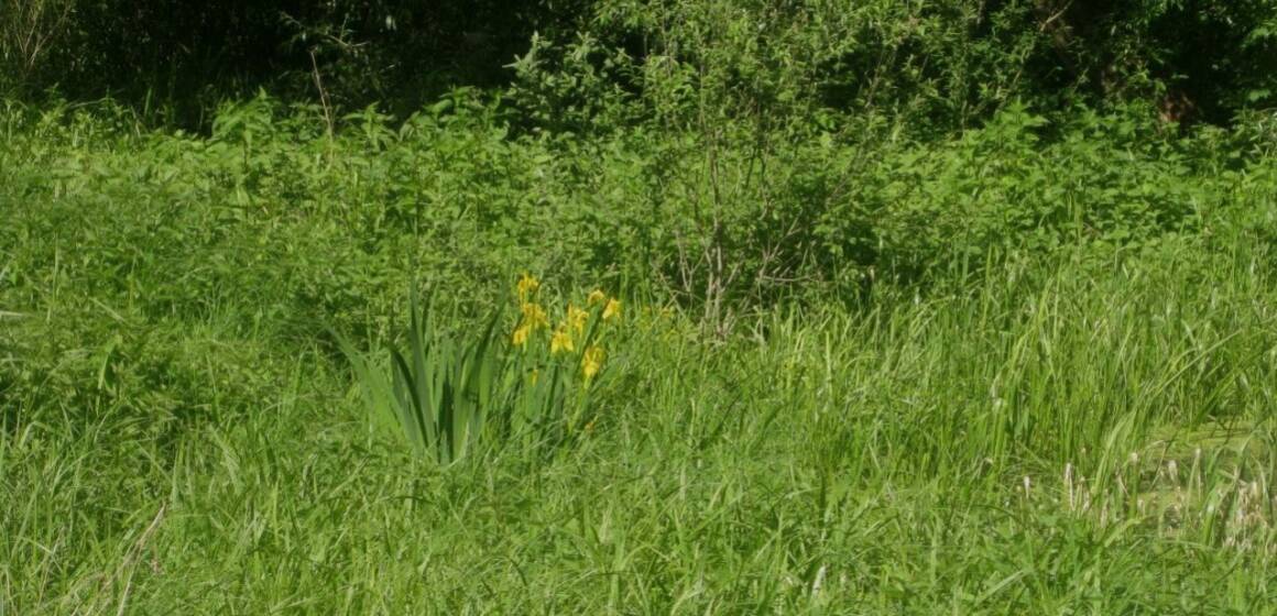 Прокуратура на Вінниччині зупинила незаконну приватизацію заповідних земель