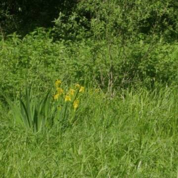 Прокуратура на Вінниччині зупинила незаконну приватизацію заповідних земель