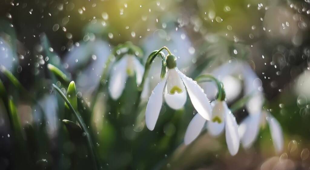 Справжня весна: прогноз погоди на Вінниччині (7–9 березня)