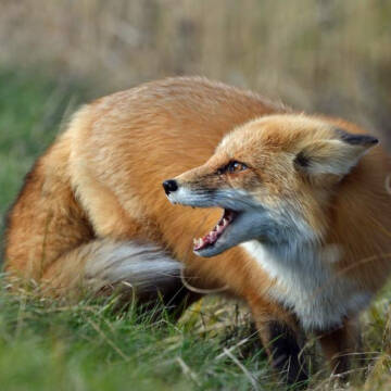 На Вінниччині зросла кількість випадків сказу серед тварин