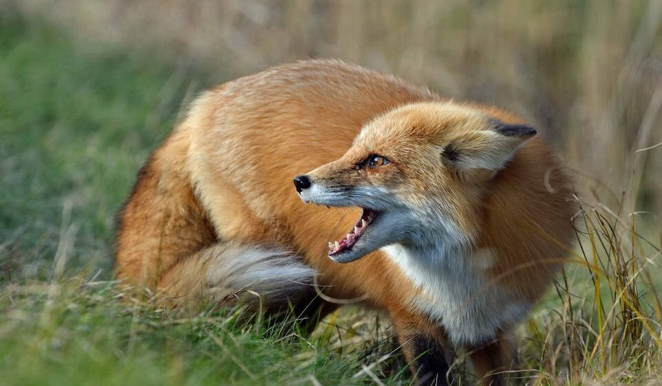На Вінниччині зросла кількість випадків сказу серед тварин