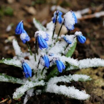 snowdrop_4762390_1920_1300x820 Астрологи розкрили головний ритуал успіху на 4 березня