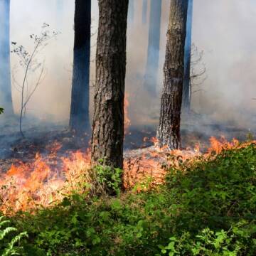 Ліси під прицілом вогню: на Вінниччині офіційно оголошено пожежонебезпечний період