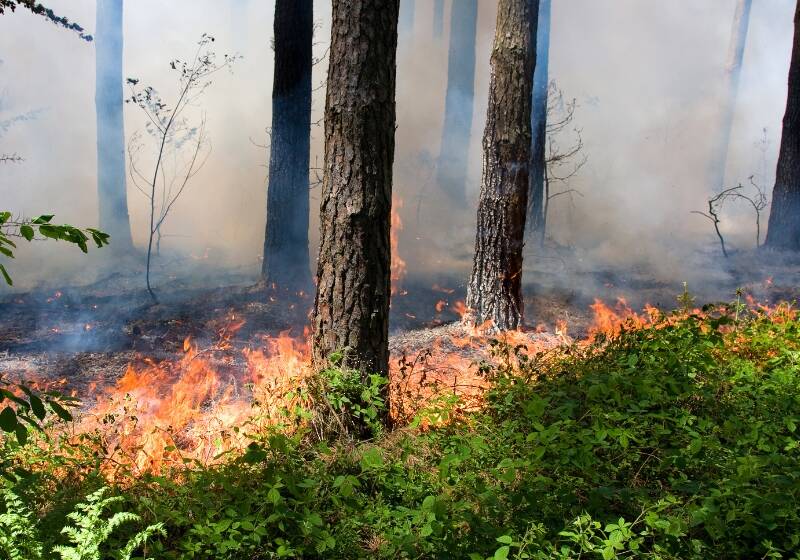 Ліси під прицілом вогню: на Вінниччині офіційно оголошено пожежонебезпечний період
