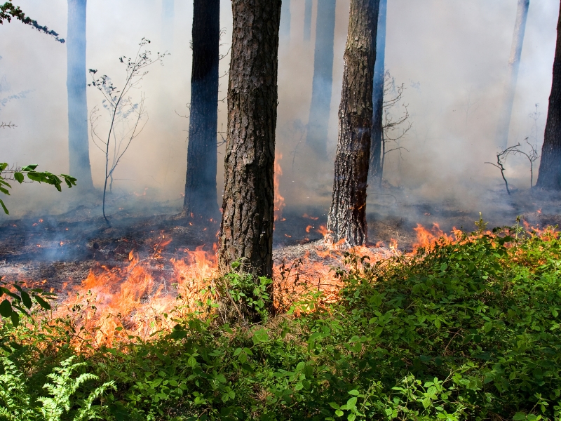 Ліси під прицілом вогню: на Вінниччині офіційно оголошено пожежонебезпечний період