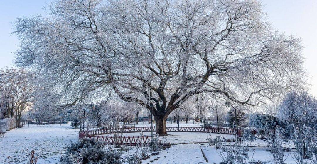 Жива легенда Чорноморська: українська софора у фіналі конкурсу «Європейське дерево року» (ВІДЕО)