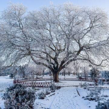 Жива легенда Чорноморська: українська софора у фіналі конкурсу «Європейське дерево року» (ВІДЕО)
