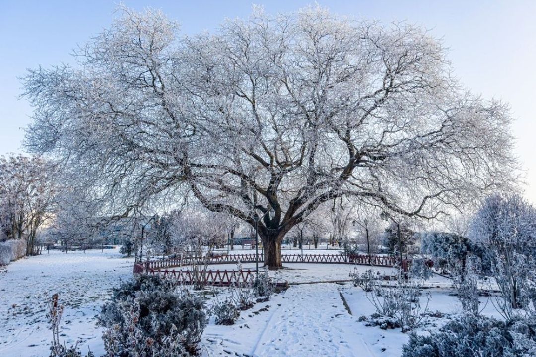 Жива легенда Чорноморська: українська софора у фіналі конкурсу «Європейське дерево року» (ВІДЕО)